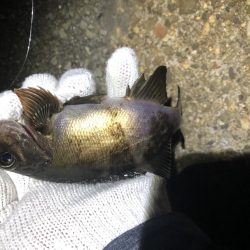 友達とメバリング