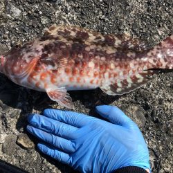 人生初イカ\\\\\\ꐕ ꐕ ꐕ////