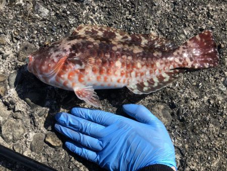 人生初イカ\\\\\\ꐕ ꐕ ꐕ////