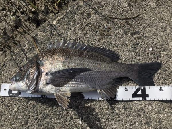 イチノ兄弟、釣果！