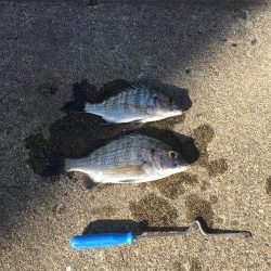 暴風のチヌ釣り