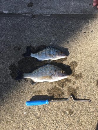 暴風のチヌ釣り