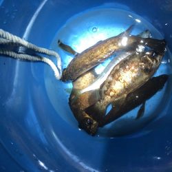 20前後のメバル