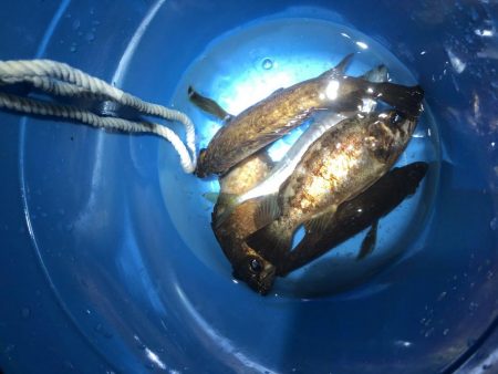 20前後のメバル