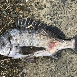 イチノ兄弟、釣果!