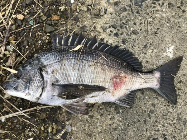 イチノ兄弟、釣果!