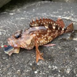 和歌浦でガシラ狙い