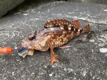 和歌浦でガシラ狙い