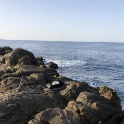 朝一トップでブリ