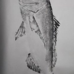 ショアジギング で巨大な真鯛78センチ5.0キロ