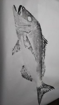 ショアジギング で巨大な真鯛78センチ5.0キロ