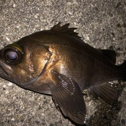 たけのこ、メバル