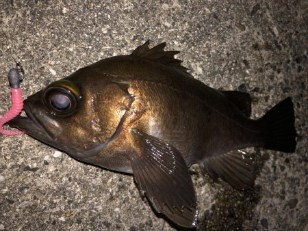 たけのこ、メバル