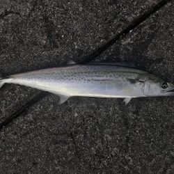 サゴシフィーバー