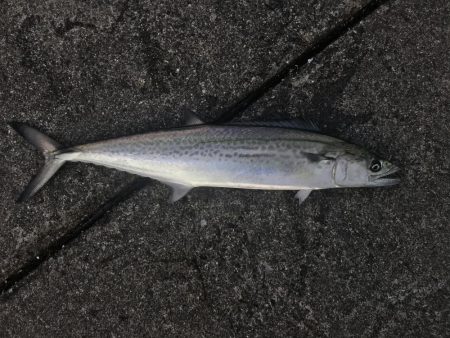 サゴシフィーバー