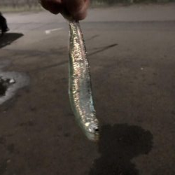 まだまだマイワシいてました。夕まずめの釣行。