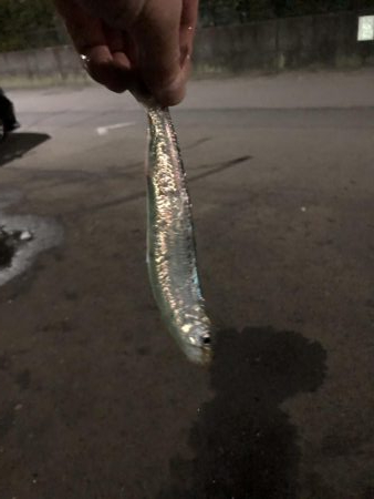 まだまだマイワシいてました。夕まずめの釣行。