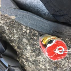 まだいたブリ(笑)エースの最後