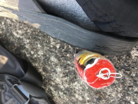 まだいたブリ(笑)エースの最後