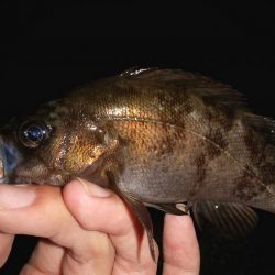 藻場に溜まってました