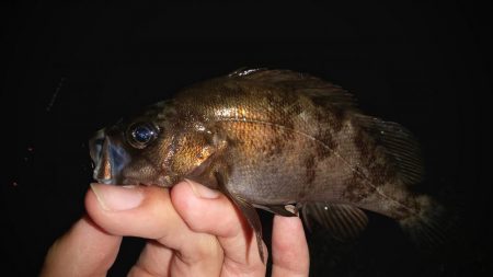 藻場に溜まってました