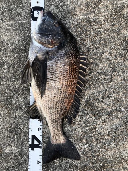 イチノ兄弟、釣果！