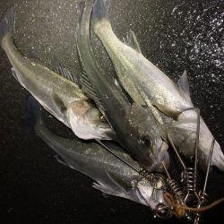 マイクロベイトパターン