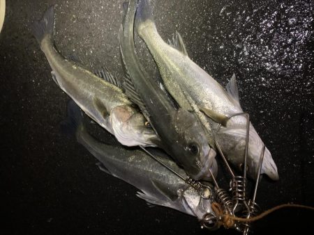 マイクロベイトパターン