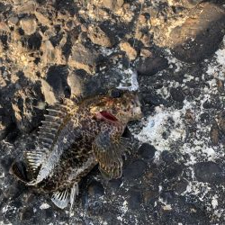 ロックフィッシュゲーム