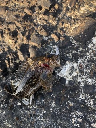 ロックフィッシュゲーム