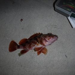 メバリングでベラ・ガシラ・アジ・メバル