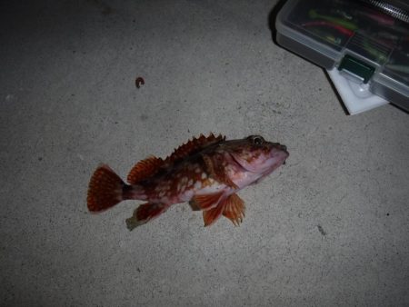 メバリングでベラ・ガシラ・アジ・メバル