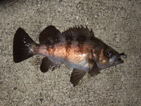 ハイシーズンまではもう少し