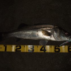 久々のシーバス