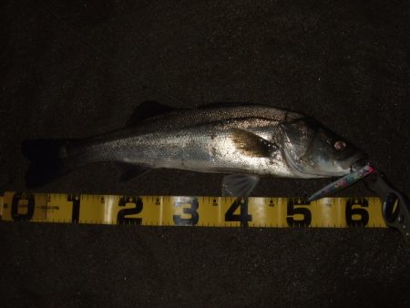 久々のシーバス