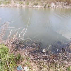 紀ノ川でヘラブナ1枚。はたき中です。