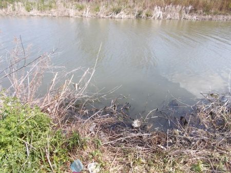 紀ノ川でヘラブナ1枚。はたき中です。