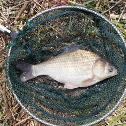 紀ノ川 ヘラブナ釣り