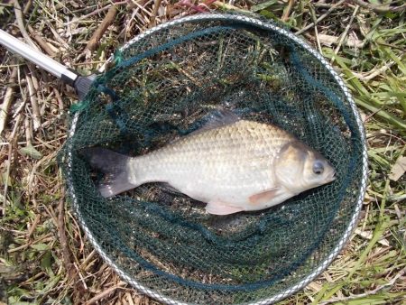 紀ノ川 ヘラブナ釣り