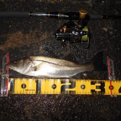 ソリッドティップでないと厳しい…。