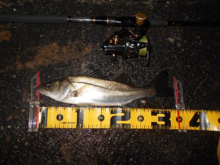 ソリッドティップでないと厳しい…。