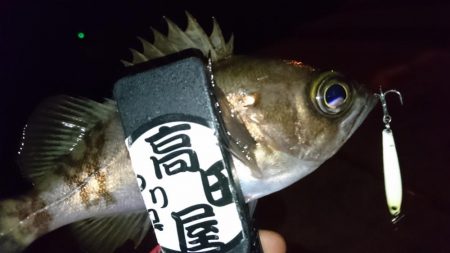 今夜もジグパラ