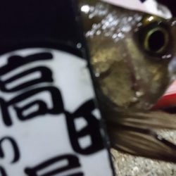 アミパターン！！