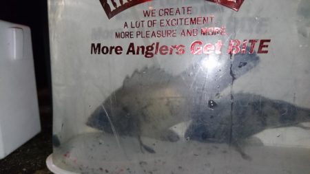 今夜もハード系