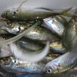 困ったときの熟成活アジ！！