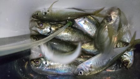 困ったときの熟成活アジ！！