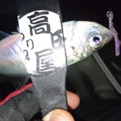 ボトムべったり！！