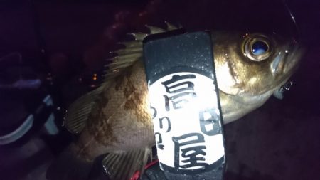 今夜はシャッド！！