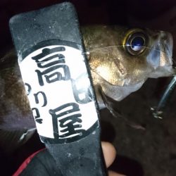 今夜もメタルメバリング！！