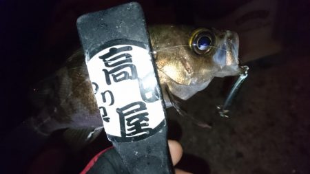 今夜もメタルメバリング！！